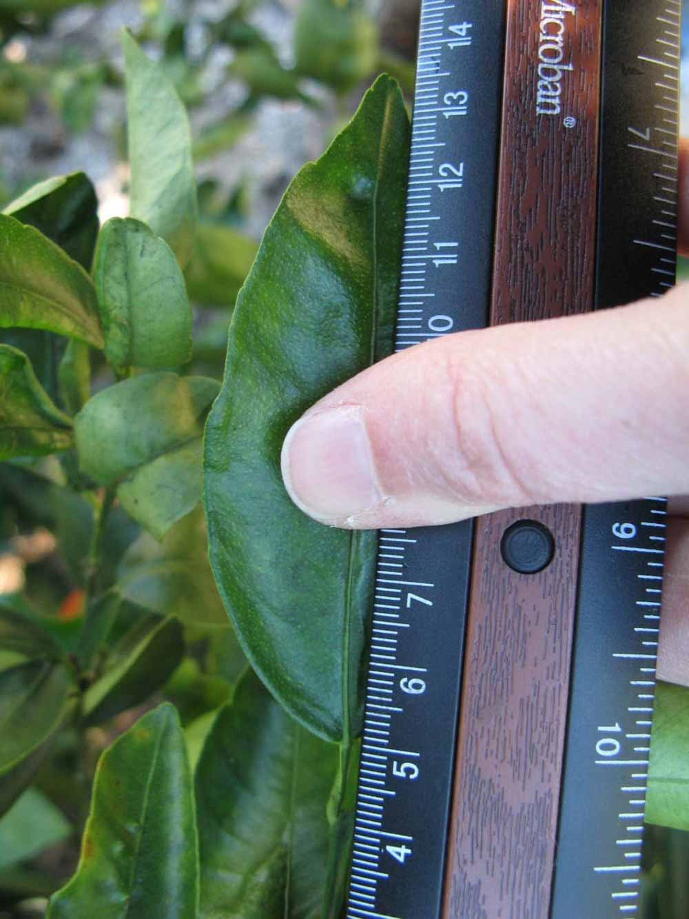              Unifoliolate leaf (Winter Haven, FL)       